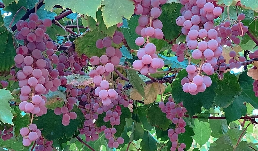 More Info for Fleming's July Wine Dinner