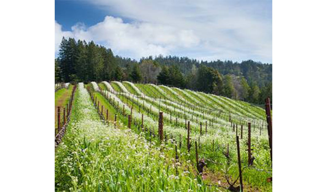 More Info for A Night of Flowers and Faust